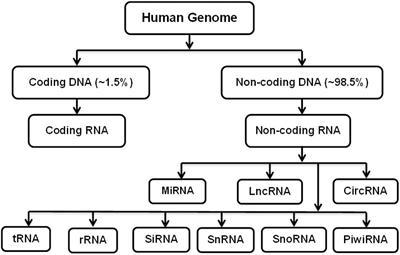 Frontiers | Role of LncRNAs and CircRNAs in Bone Metabolism and 